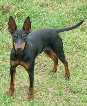 TOY TERRIER NEGRU CU PETE DE FOC